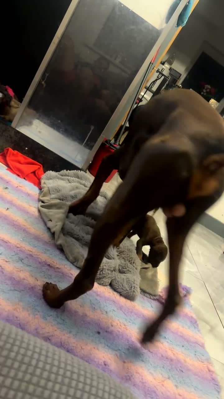 Dobermann dogs for sale: 12 stunning Doberman puppies - Video 1