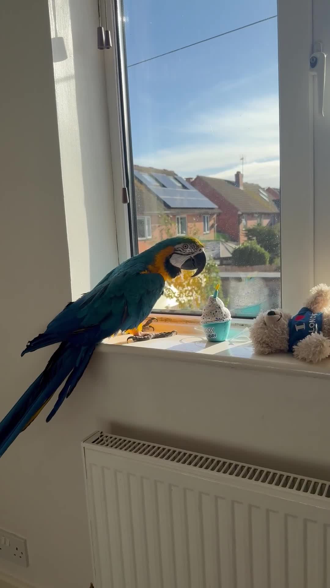 Macaws birds for sale: Harvey our beautiful boy - Video 3