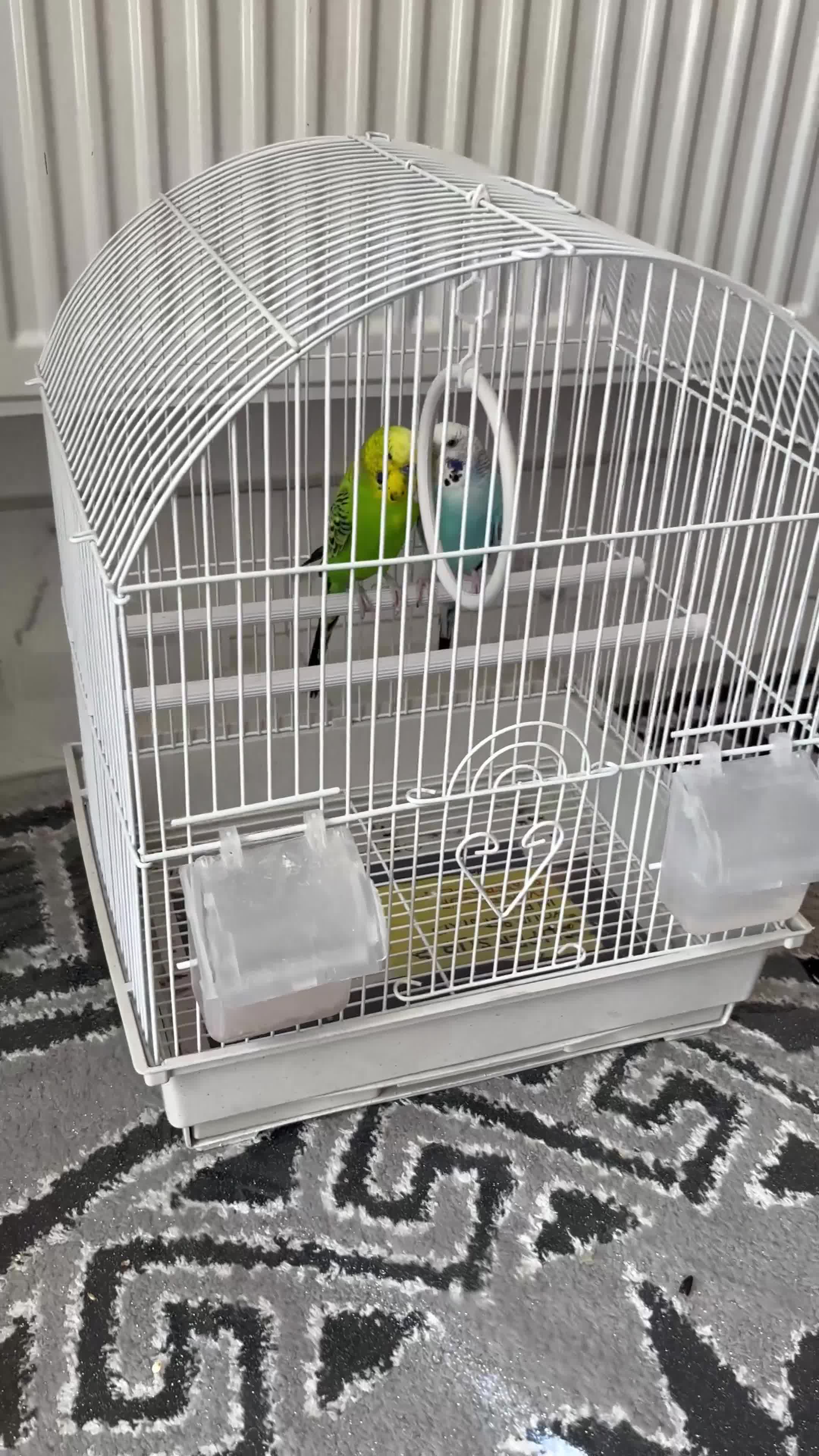Budgerigars birds for sale: Pair of Budgies with Cage  in Birmingham - Video 1