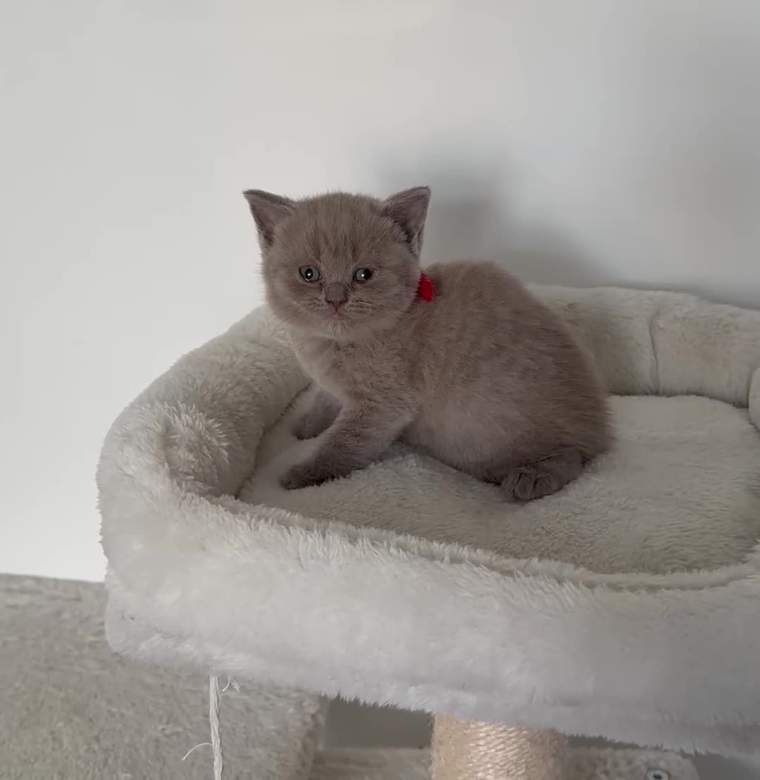 British Shorthair cats for sale: outstanding British shorthair kittens - Video 4
