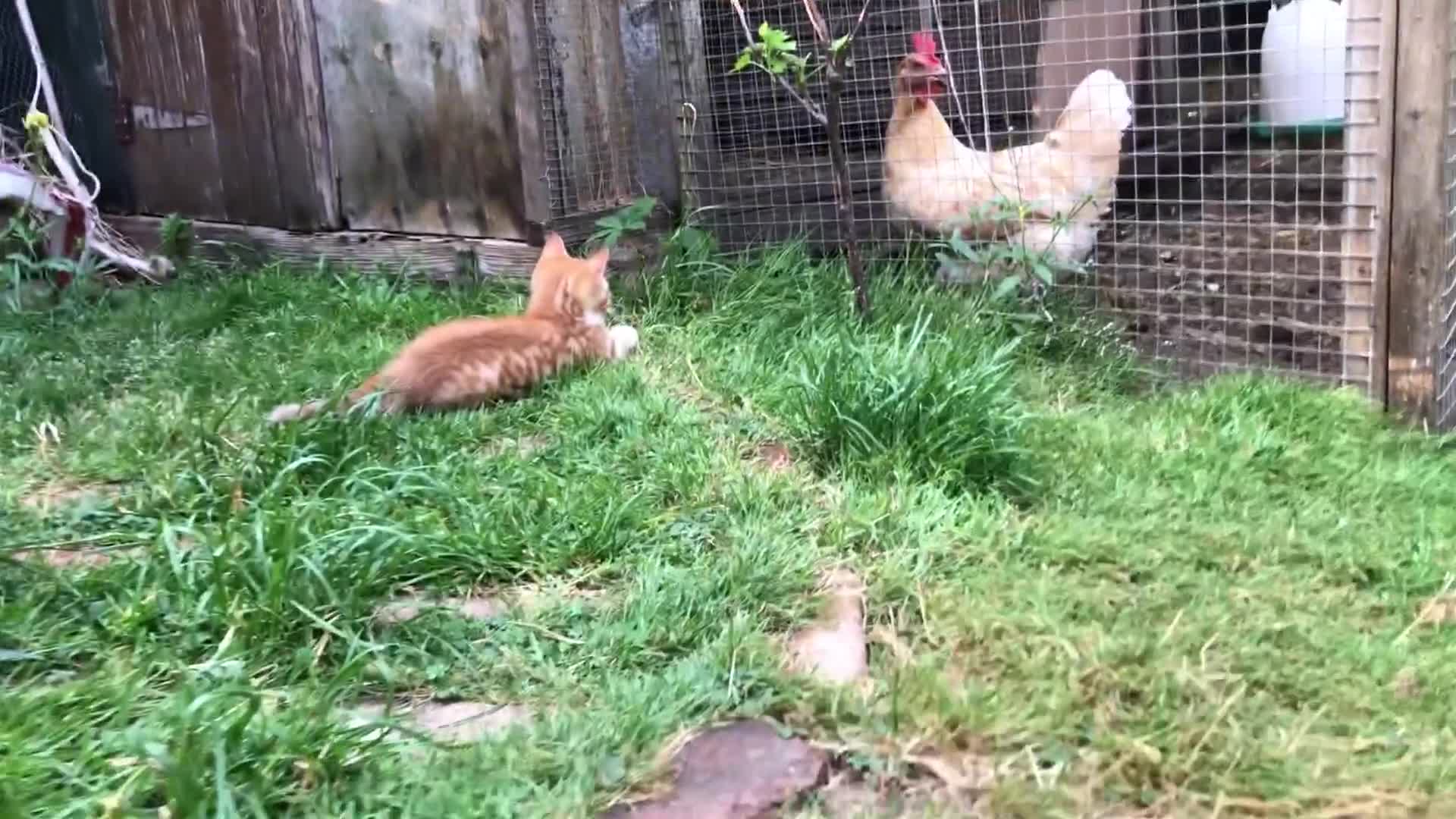 Mixed Breed cats for sale: Little darlings looking for loving homes - Video 5