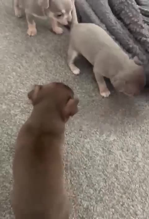 Chihuahua dogs for sale: Beautiful chihuahuas  - Video 2