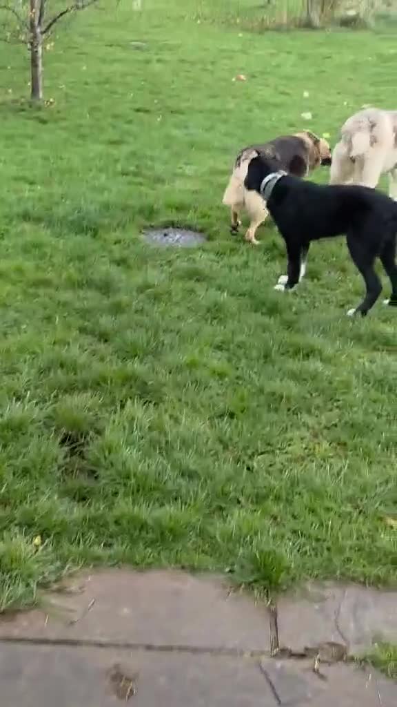 Mixed Breed dogs for adoption: Perfect PICKLE - Video 5