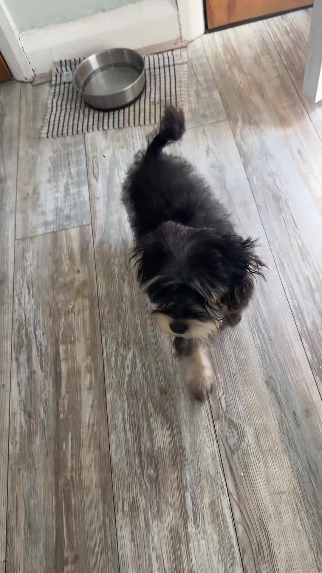 Morkie dogs for sale: male morkie for sale  - Video 1