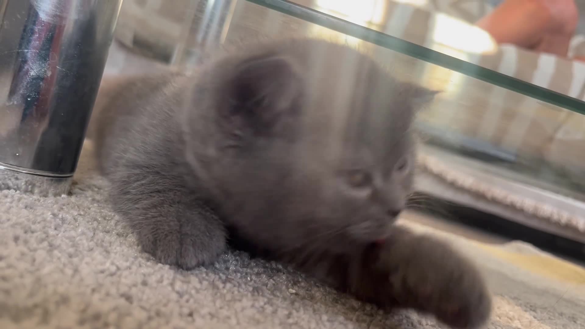 British Shorthair cats for sale: Adorable British short hair kitten- one male left - Video 2