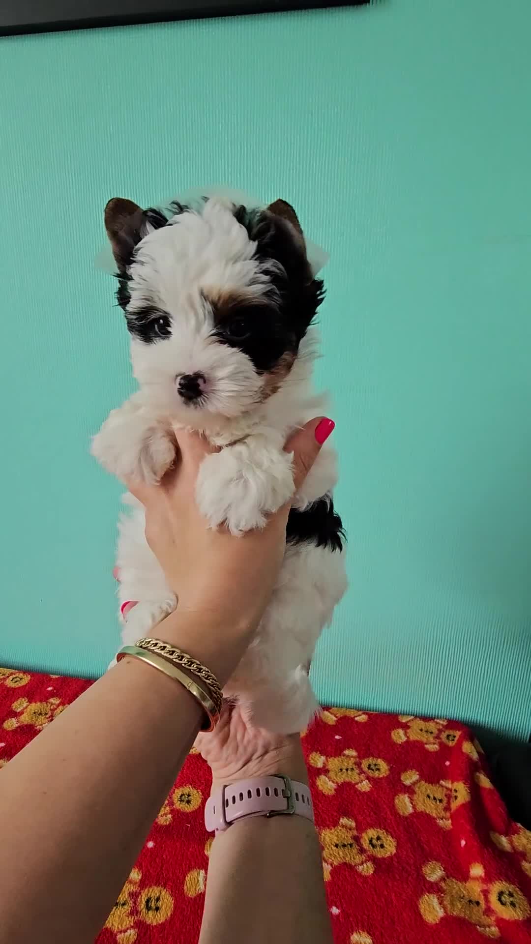 Yorkshire Terrier dogs for sale: Adorable Colourful yorkies 3 LEFT - Video 1