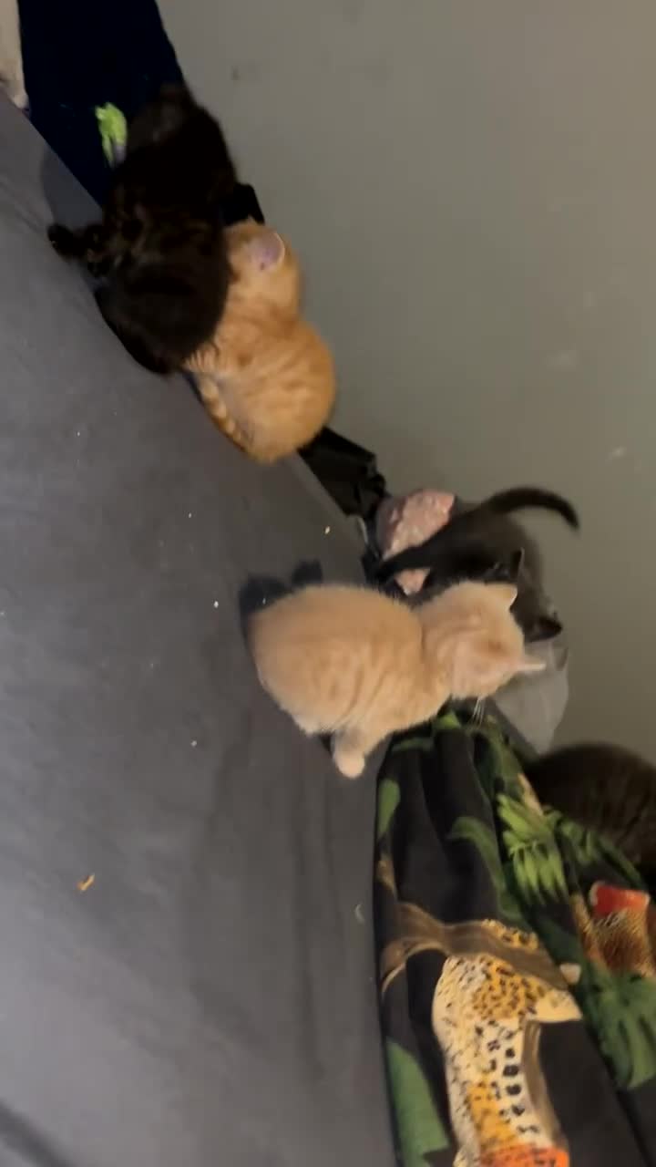Mixed Breed cats for sale: Babies ready now ‼️ - Video 4