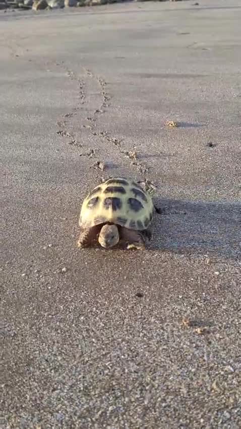 Tortoise reptiles for sale: Young Horsfield Tortoise  - Video 2