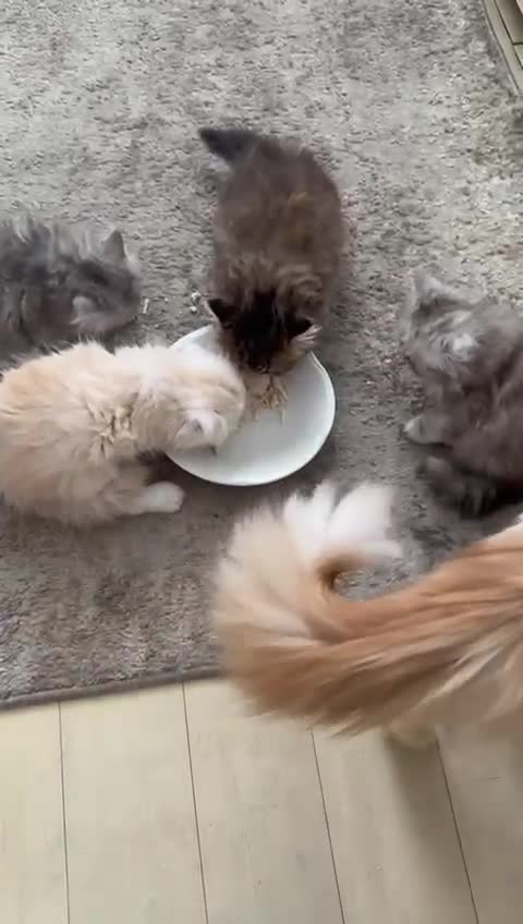 Persian cats for sale: Two multicoloured Persian females - Video 2