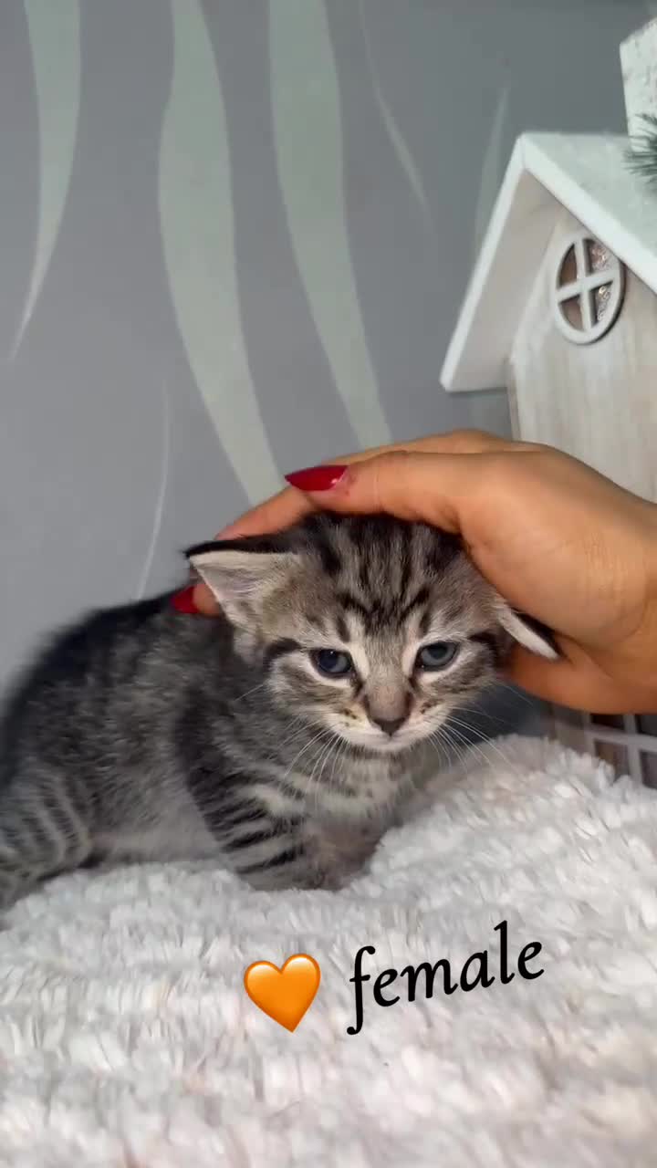 Mixed Breed cats for sale: 4 kittens for sale - Video 2