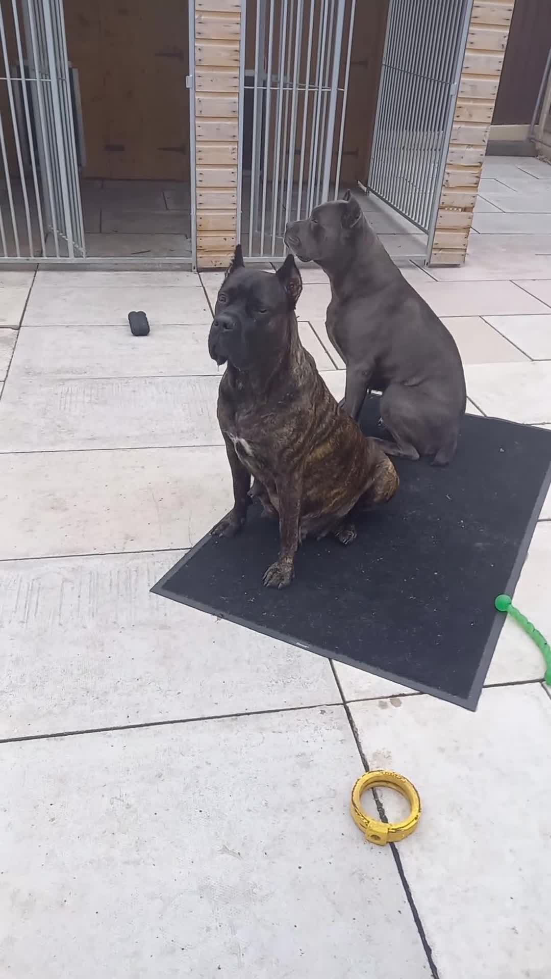 Cane Corso dogs for sale: 1 & only uk bloodline - Video 1