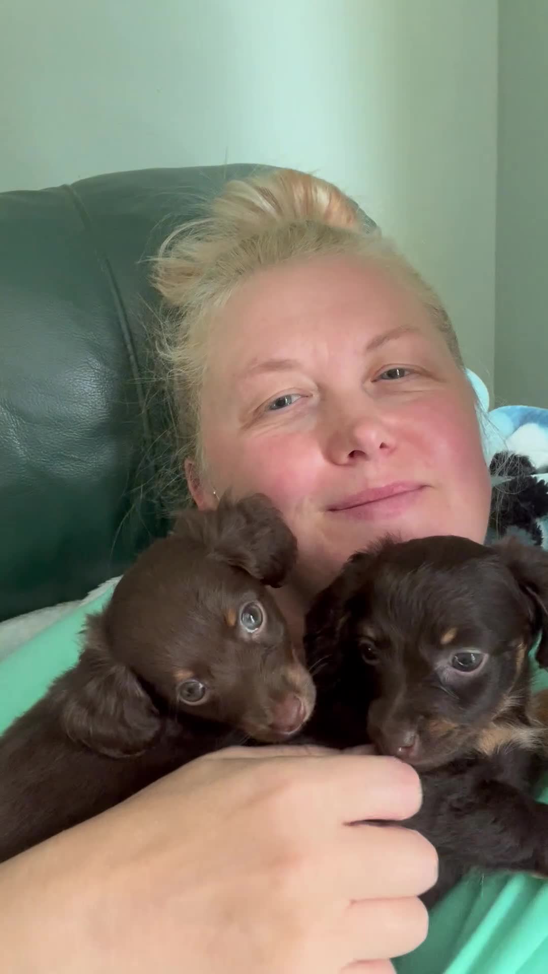 Mixed Breed dogs for sale: Russian Toy cross Miniature Dachshund Puppies in Nottingham - Video 3