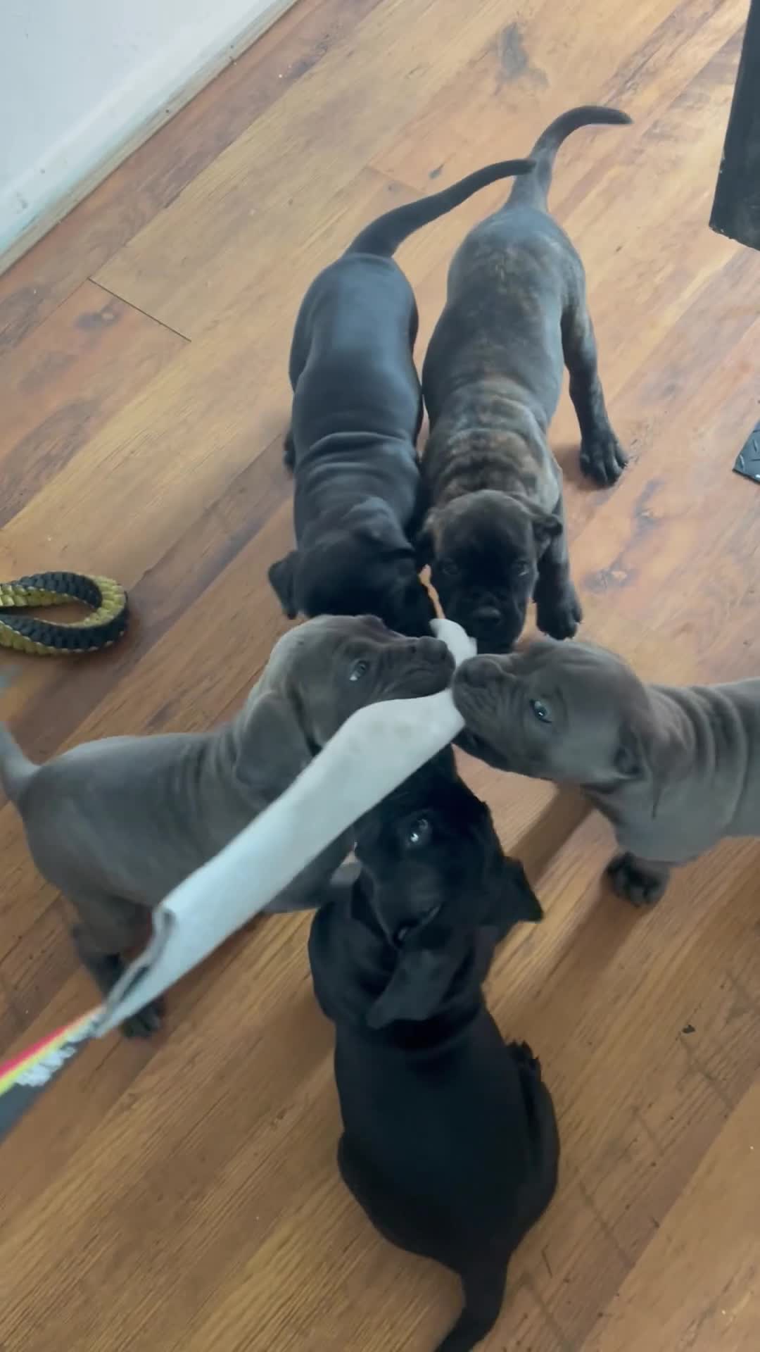 Cane Corso dogs for sale: Cane Corso Female Puppy, Grand Champion Bloodline - Video 2