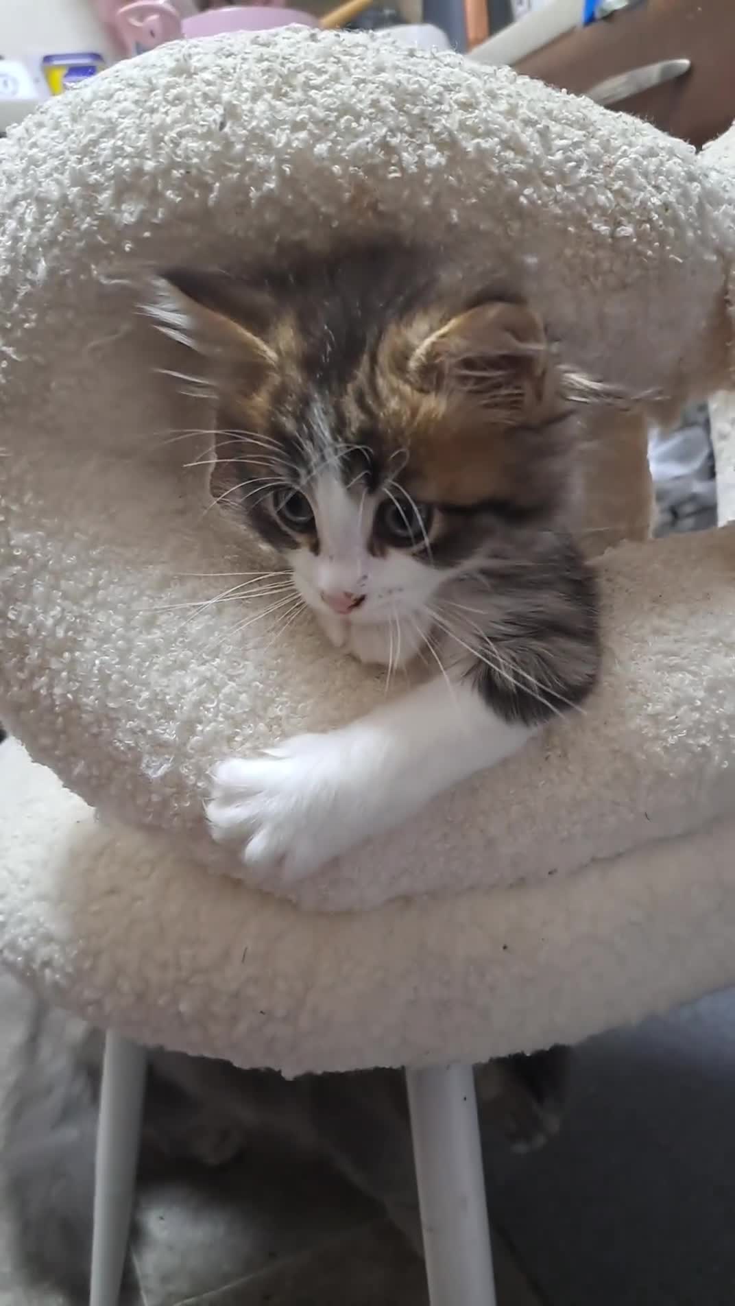 Mixed Breed cats for sale: 2 beautiful mix kittens 🤩Ready now  - Video 5