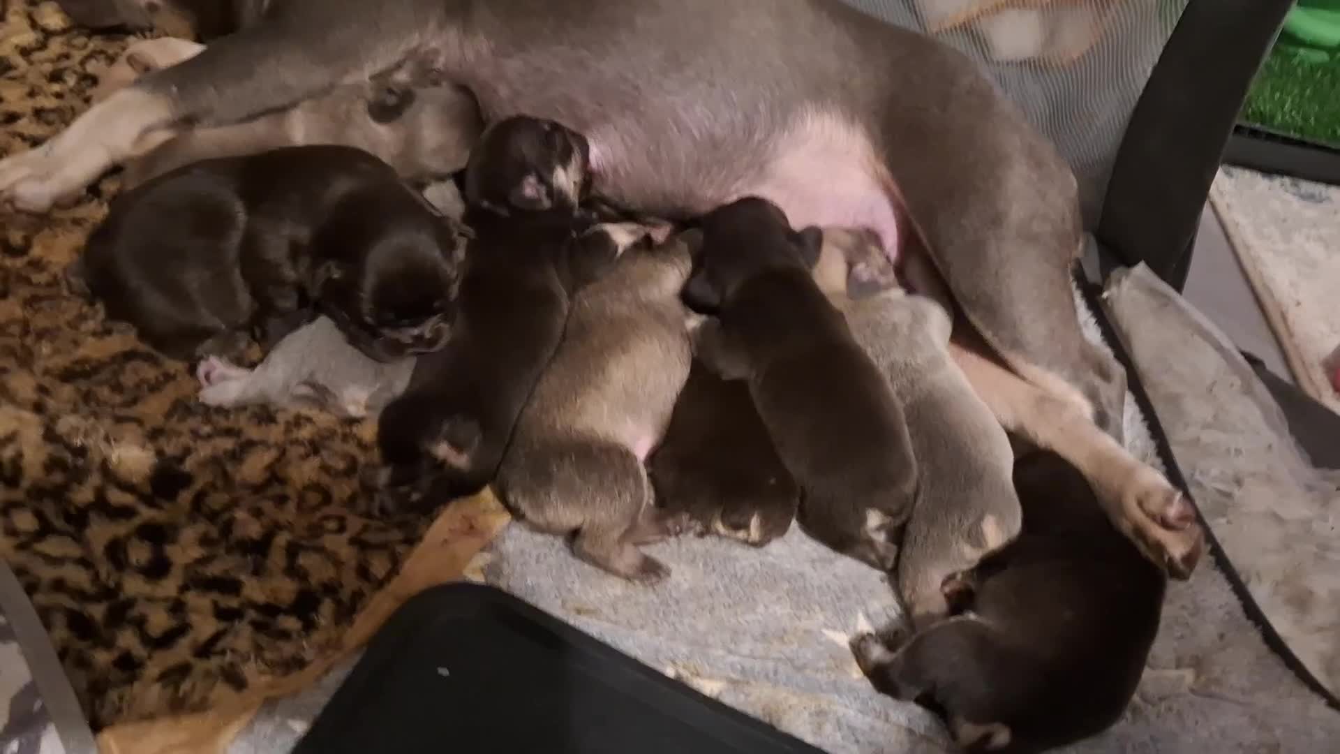 French Bulldog dogs for sale: Exotic coloured visual fluffy frenchies  - Video 2