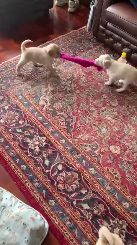 Labradoodle dogs for sale: Lily's Mini's - Multigen Mini Labradoodle Puppies - Video 1