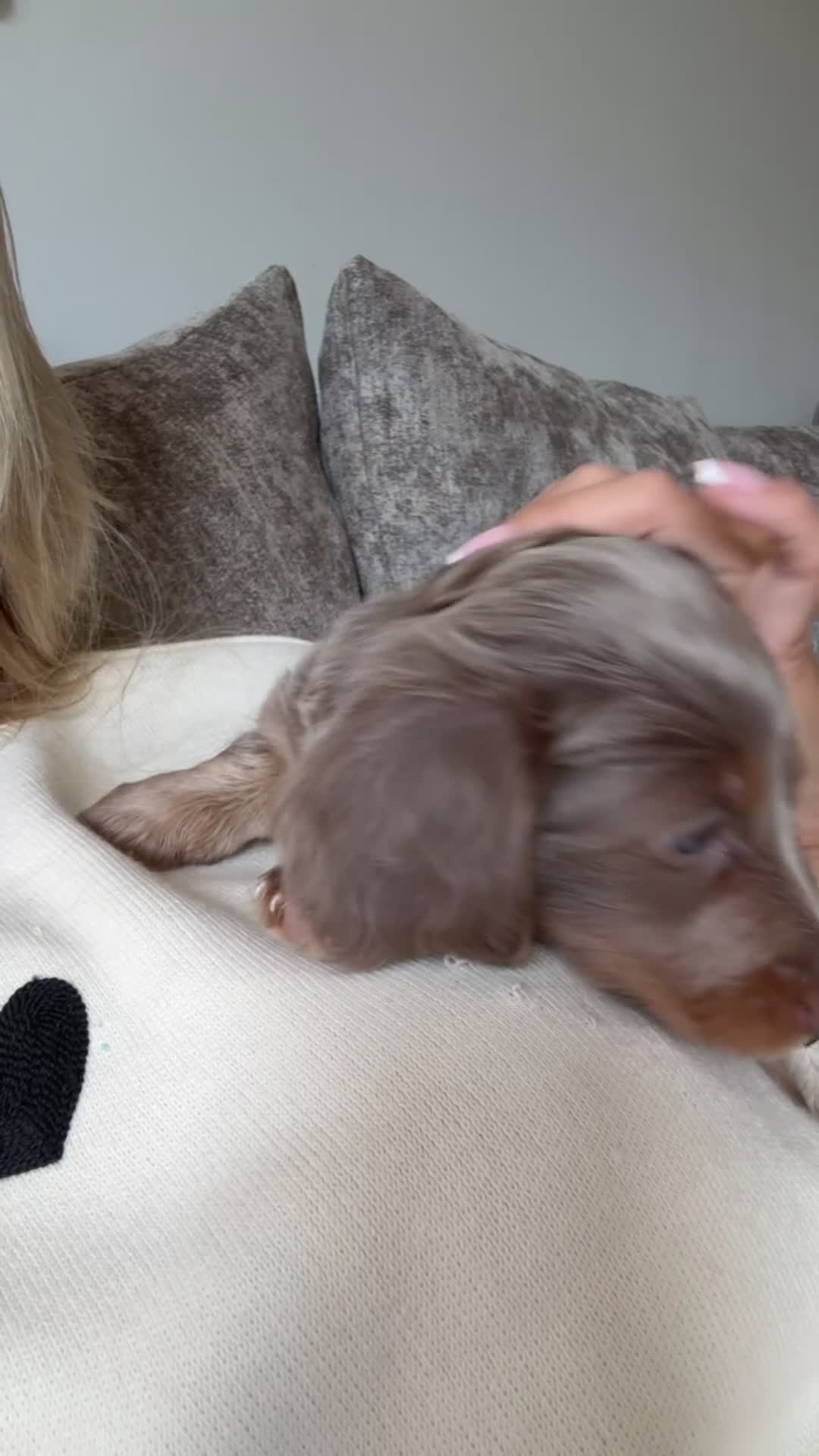 Miniature Dachshund dogs for sale: Long haired minature dachshunds - Video 1