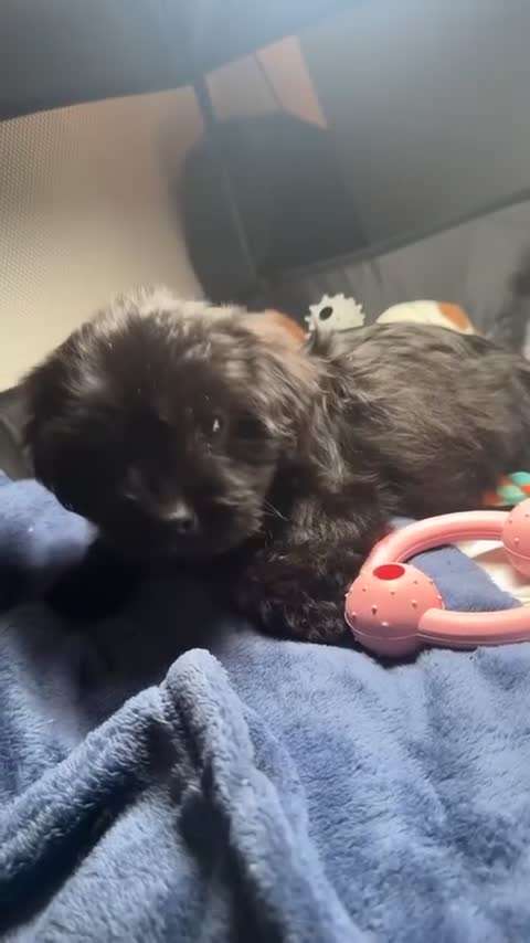 Yorkiepoo dogs for sale: Female YorkiePoo - Video 5
