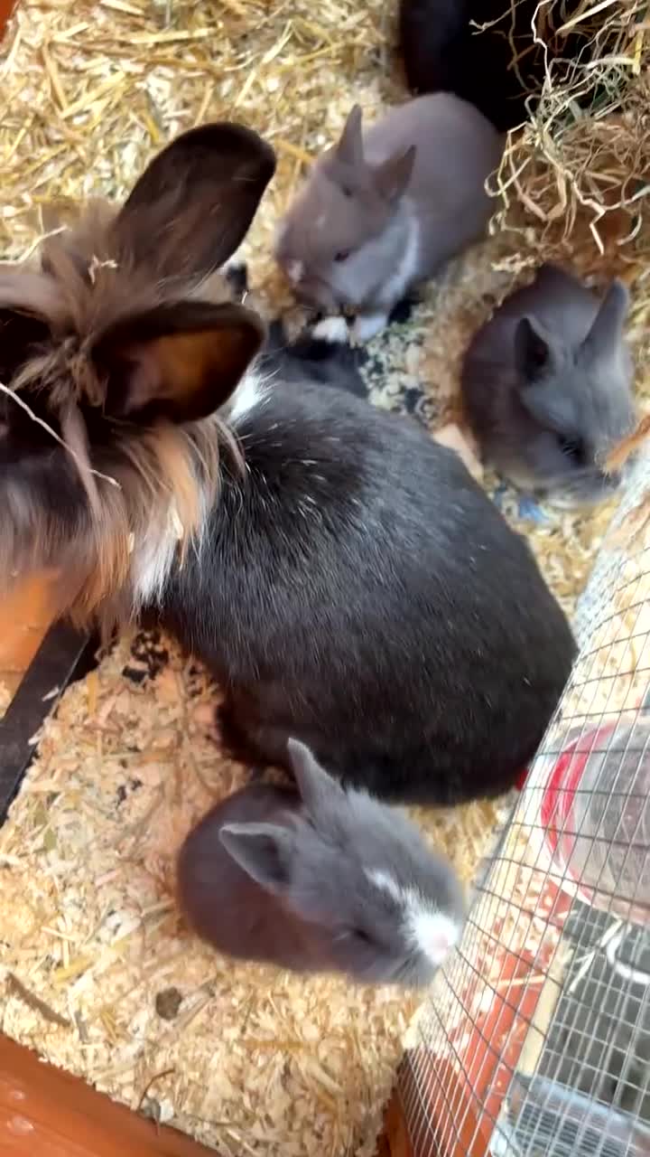 Mixed Breed rabbits for sale: Lionhead x Dutch  - Video 1
