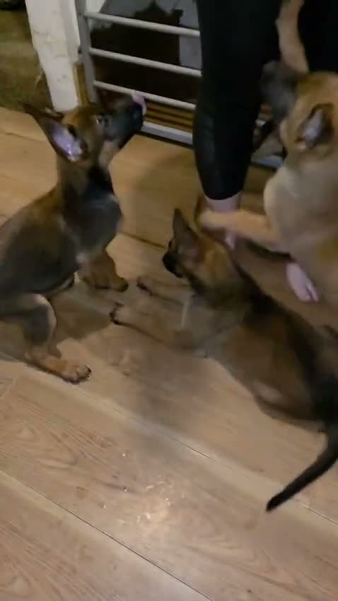 Belgian Shepherd Dog dogs for sale: Belgian Malinois Puppies for Sale- 11 weeks old - Video 1