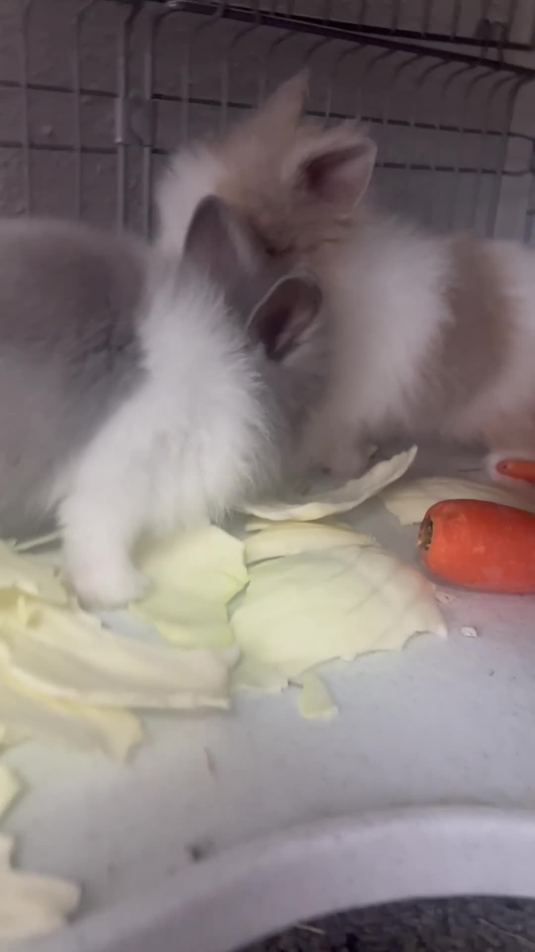 Lionhead rabbits for sale: Double Lionhead baby rabbits  - Video 1