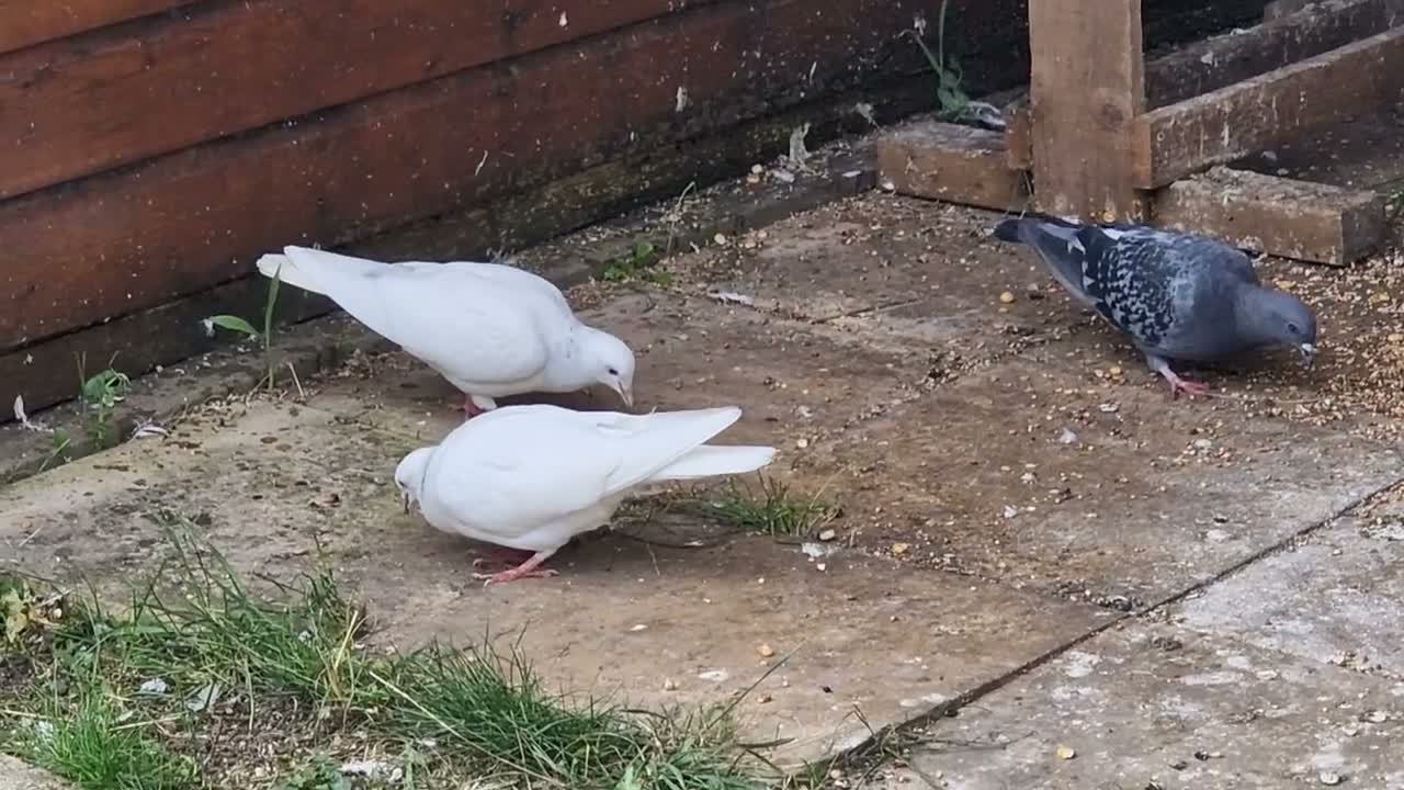 Pigeons birds for sale: White Tumbler baby pigeon for sale - Video 2