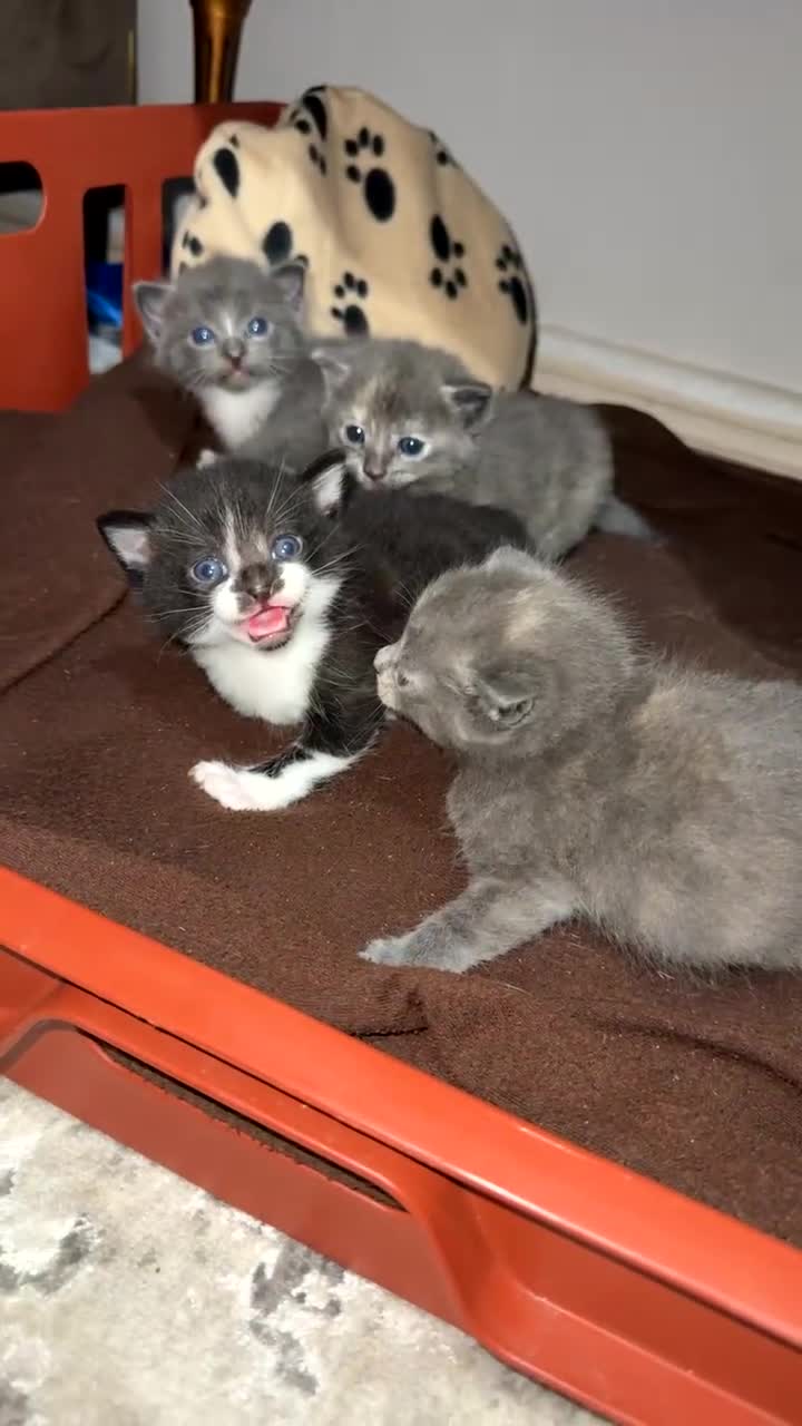 Mixed Breed cats for sale: Adorable kittens and others Looking for Home - Video 2