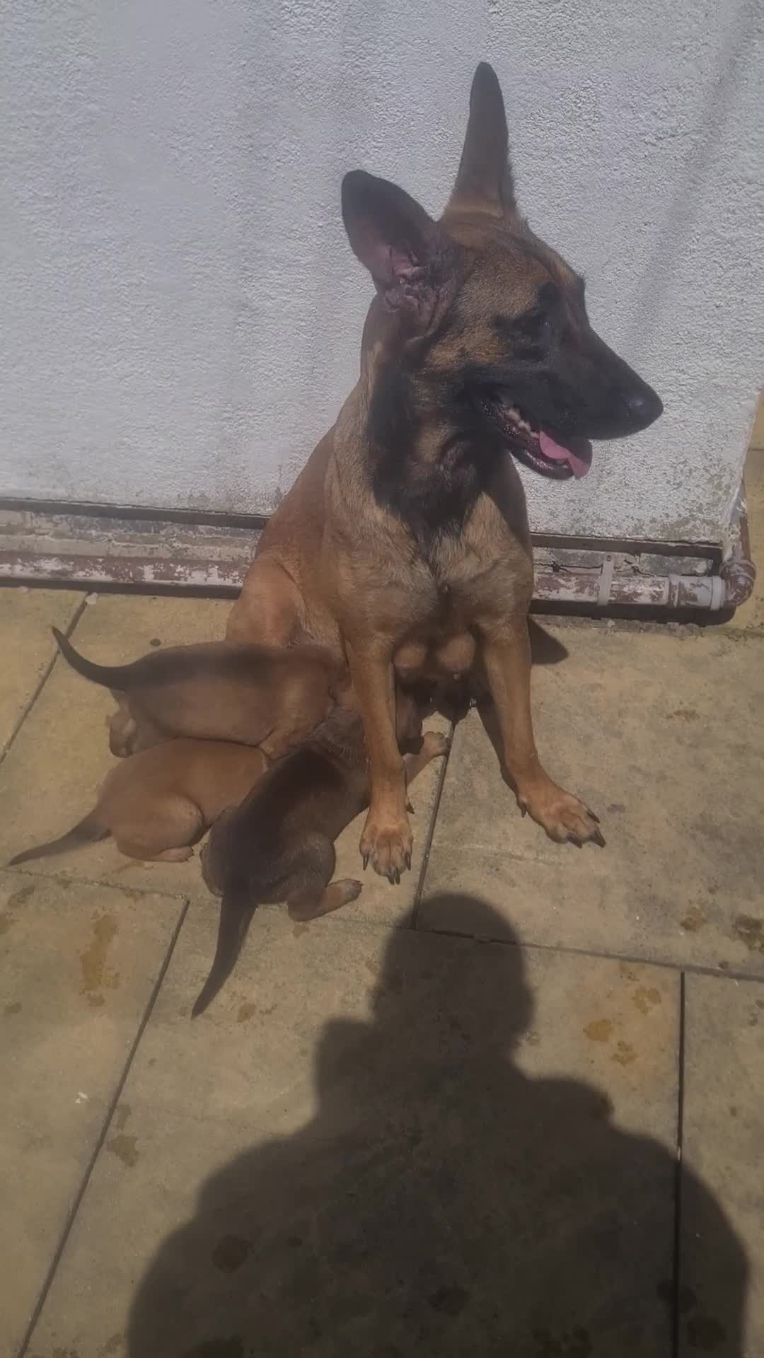 Belgian Shepherd Dog dogs for sale: Belgian malinois x german shepherd  - Video 1