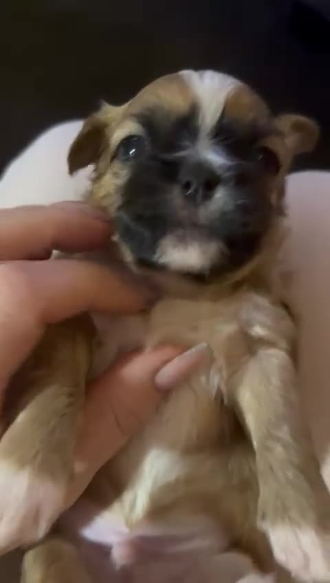 Shih Tzu dogs for sale: Adorable puppies  - Video 1