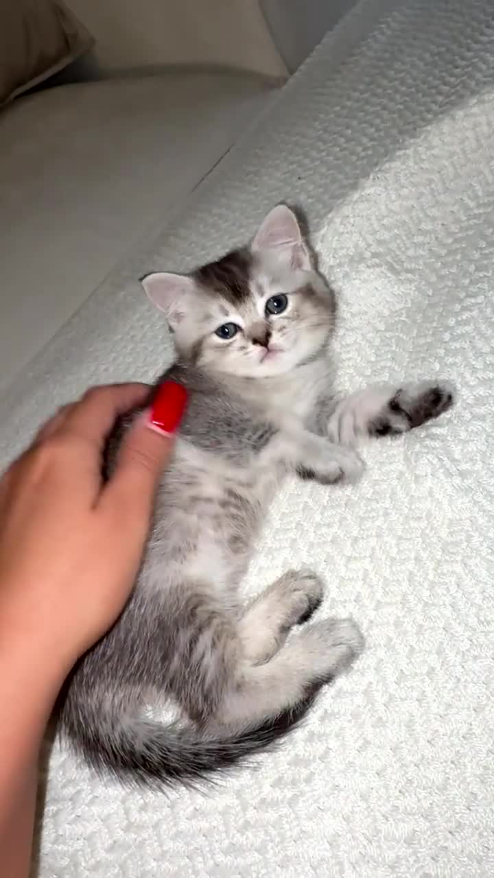 Scottish Fold cats for sale: scottish fold mix girl grey & white thick hair  - Video 2