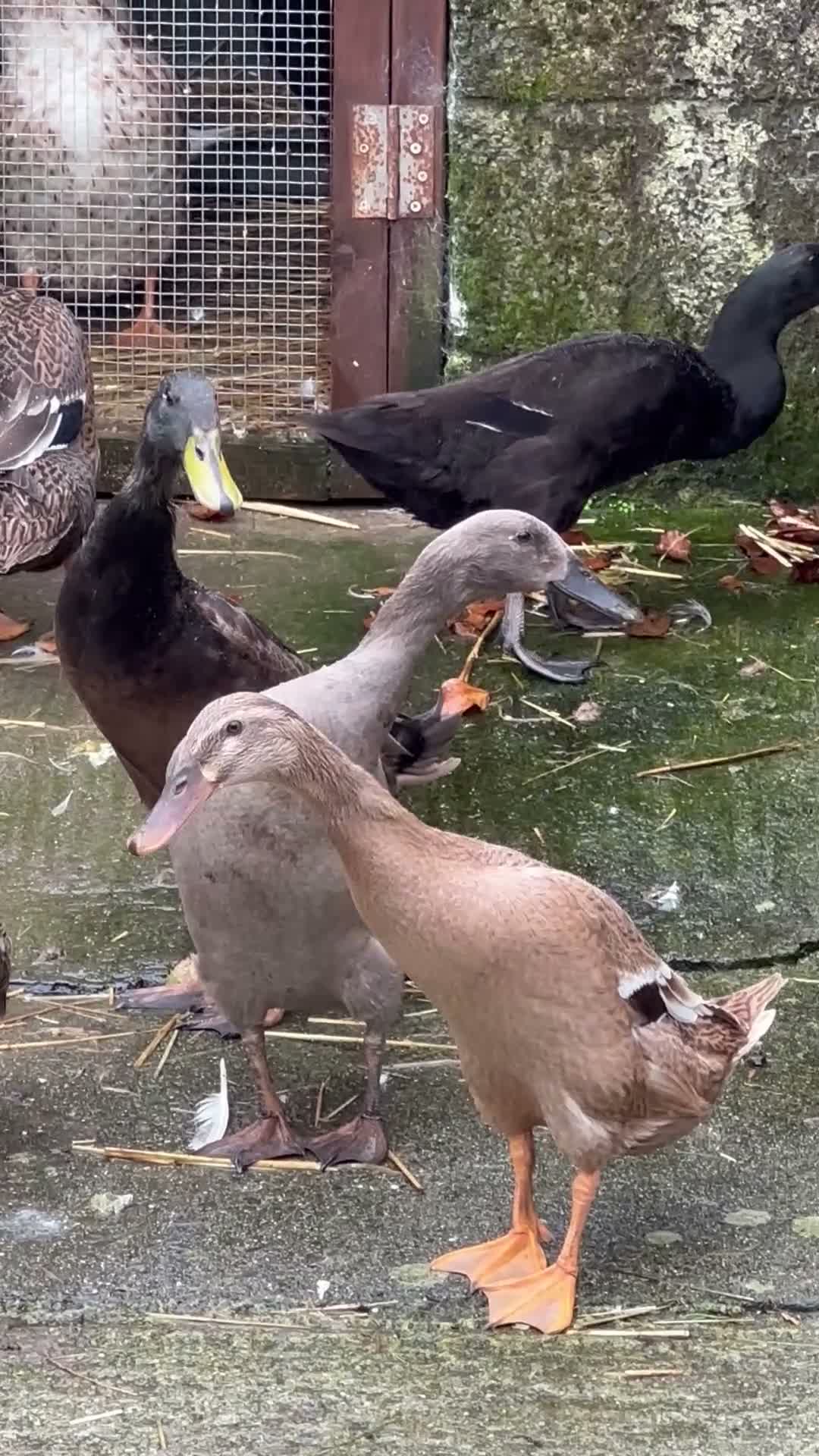 Ducks poultry for sale: Flock of young runner ducks - Video 2