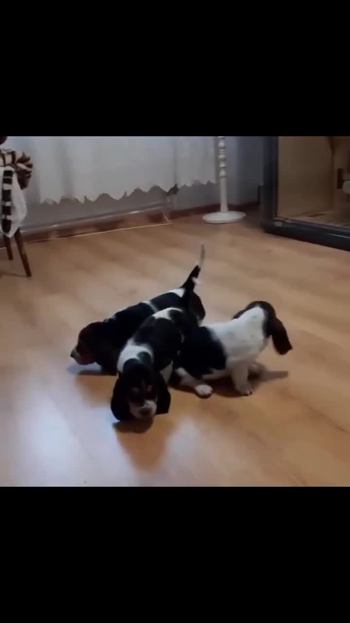 Basset Hound dogs for sale: Beautiful Basset Hound Puppies Available 🐾💛 - Video 1