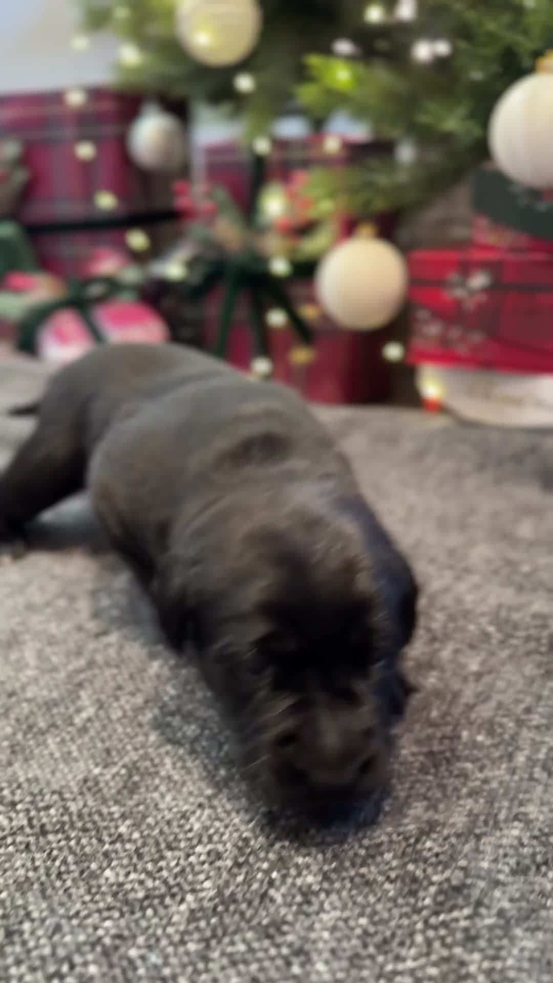 Labrador Retriever dogs for sale: Labrador Puppies - 1 Male & 3 Females Available - Video 4