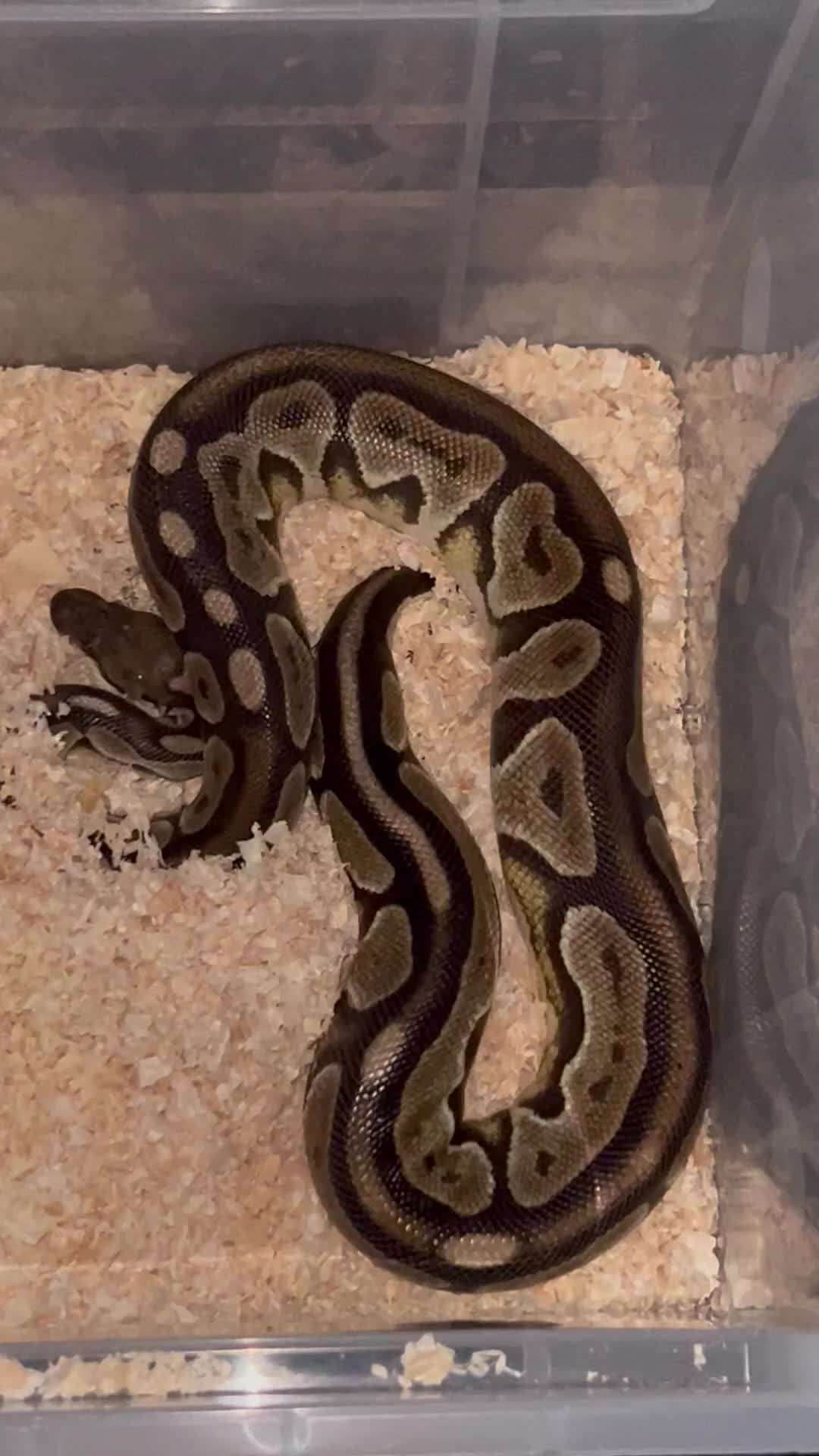 Python Snake reptiles for sale: Corn snake /Royal ball python in Birmingham - Video 3
