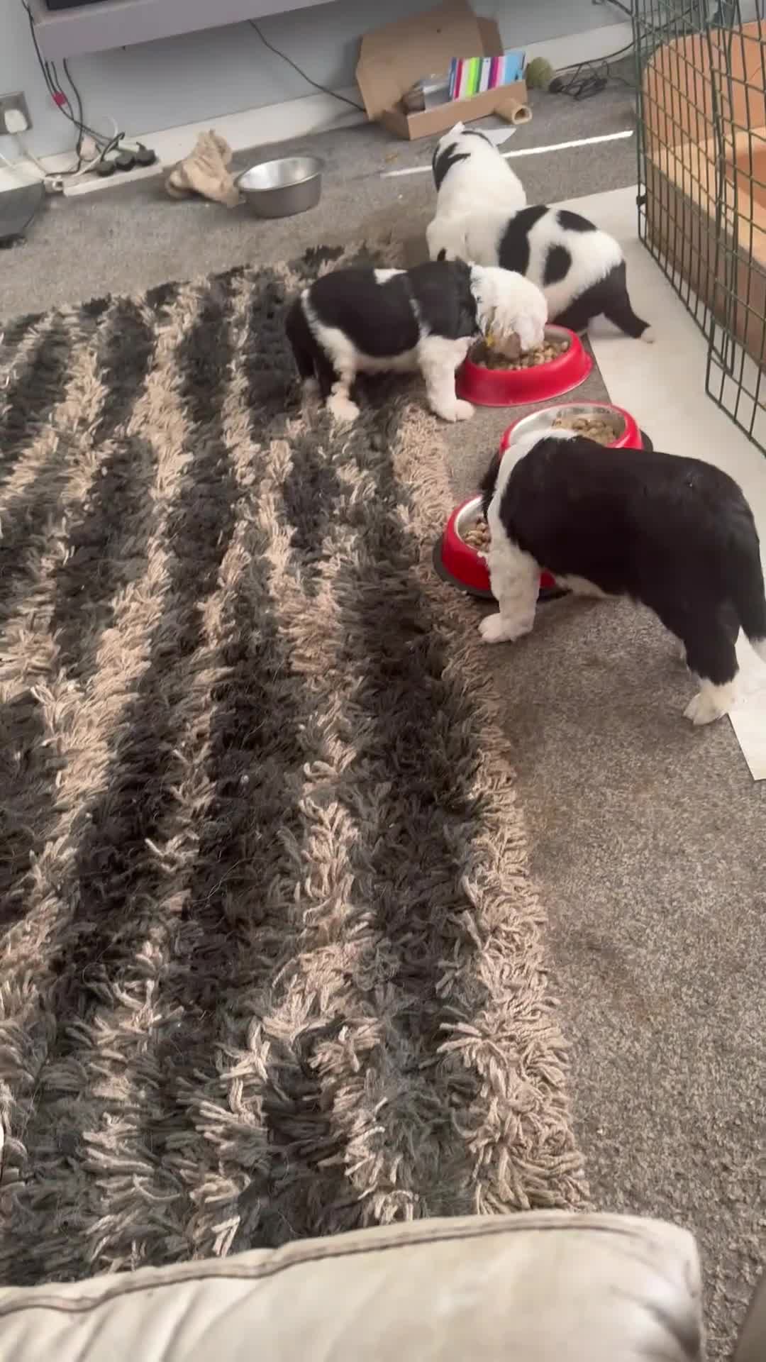 Old English Sheepdog dogs for sale: old english sheepdogs  - Video 1