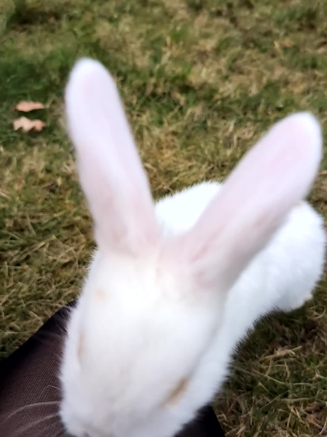 Dwarf Lop rabbits for sale: Male dwarf lop rabbit  - Video 2