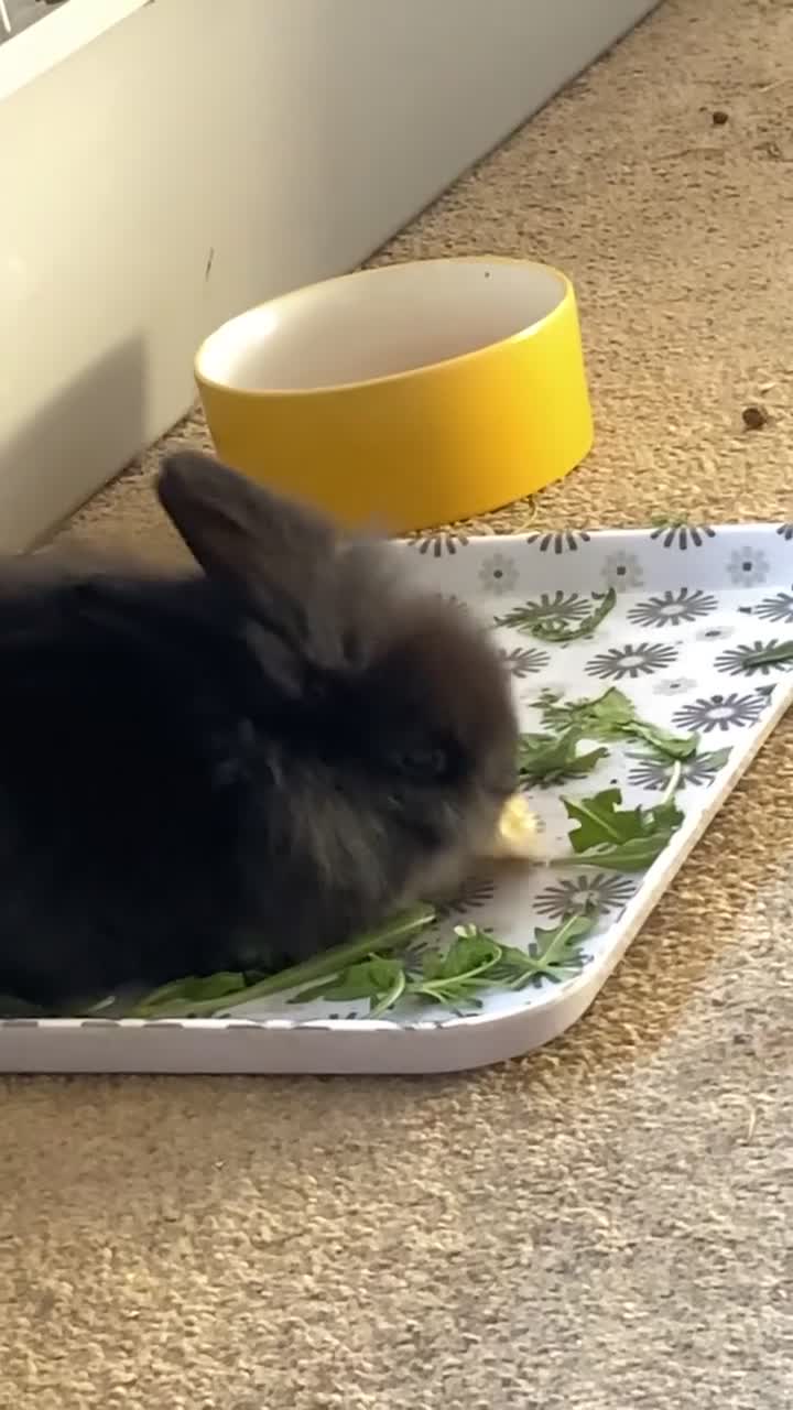 Lionhead rabbits for sale: ⭐️Beautiful Lionhead bunnies⭐️ - Video 2