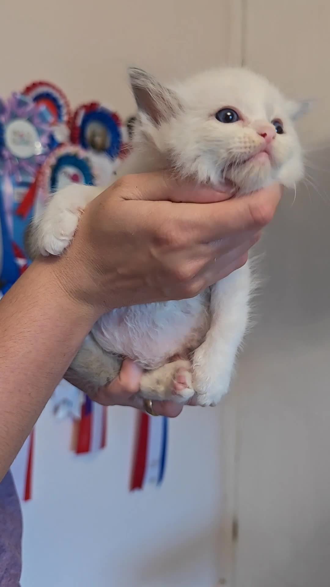 Ragdoll cats for sale: Best Ragdoll Kittens Regional Winner - Video 1