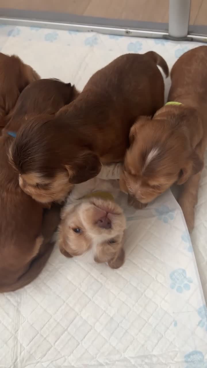 Cocker Spaniel dogs for sale: ⭐️⭐️⭐️⭐️kc registered show cocker spaniels⭐️⭐️⭐️⭐️ in Stockton-on-Tees - Video 1