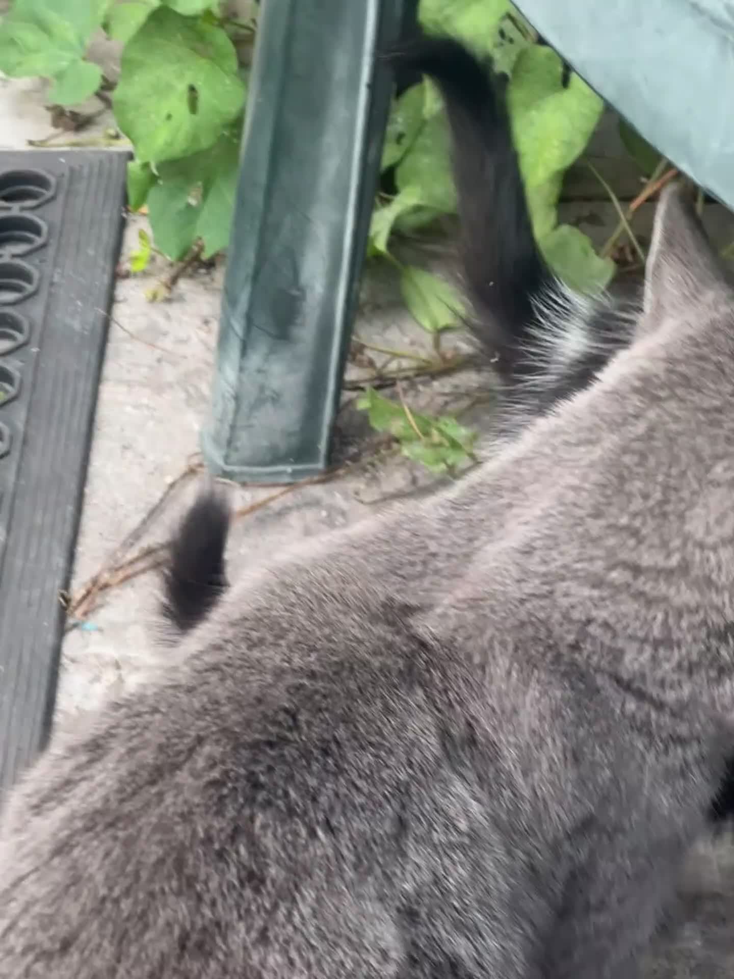 Mixed Breed cats for sale: 3 female kittens ready to go  - Video 2