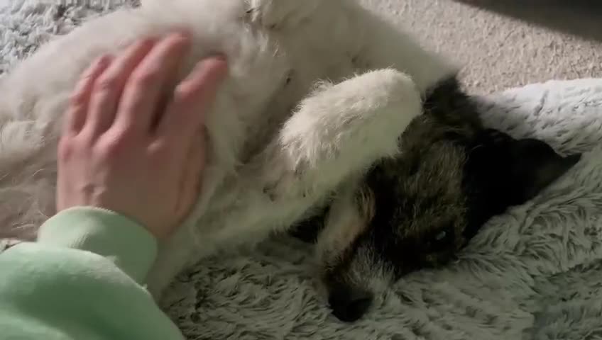 Mixed Breed dogs for adoption: AGNES - From the Death Row To Devoted Mother - Video 1