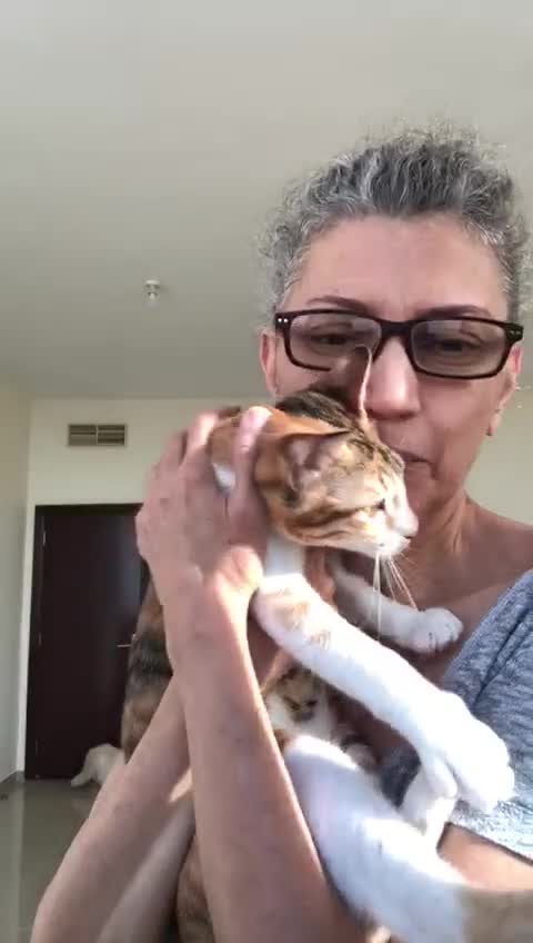 Mixed Breed cats for adoption: TALULA RARE GINGER GIRL & CALLIE 6M BONDED GIRL  - Video 1