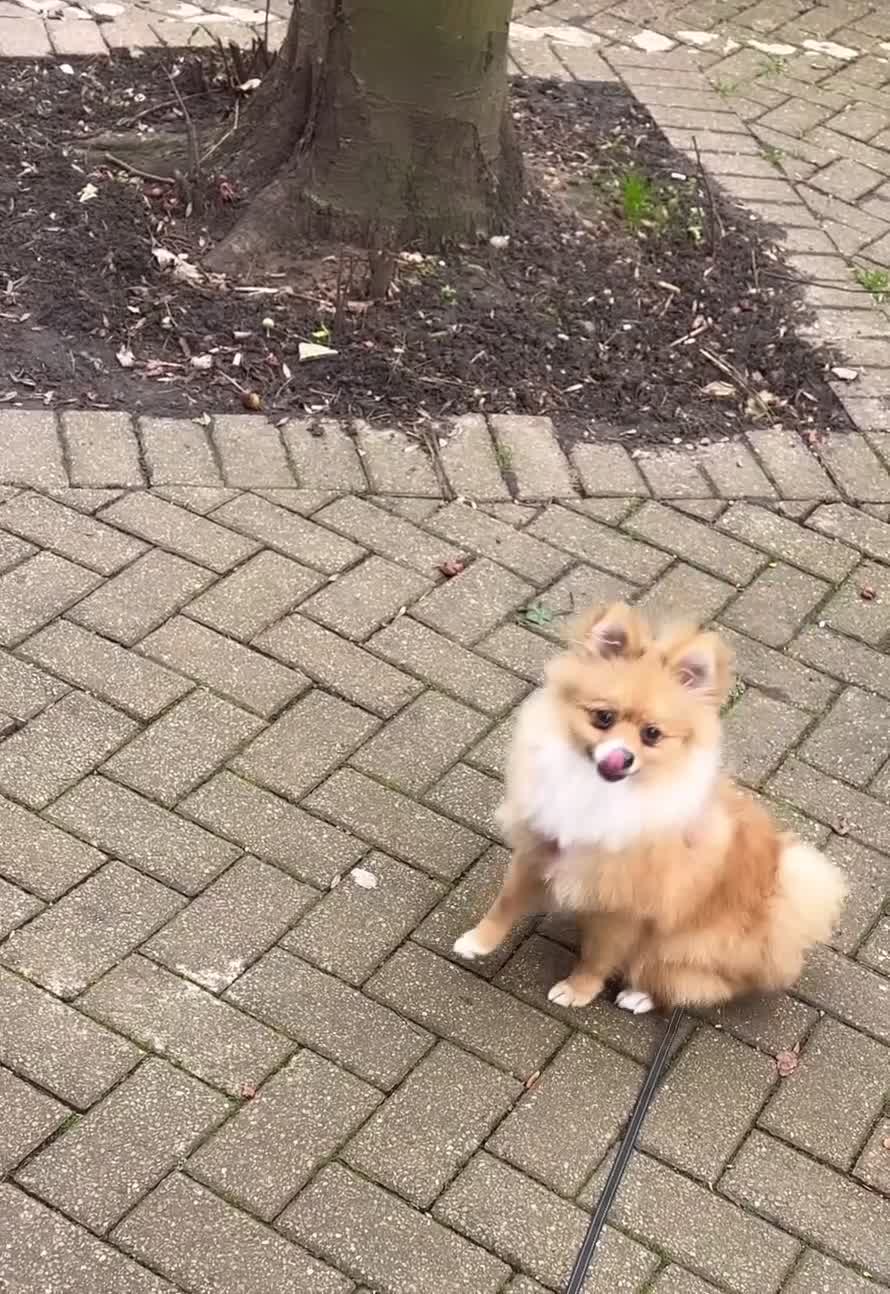 Pomeranian dogs for sale: 6 month old Pomeranian puppy  in London - Video 1