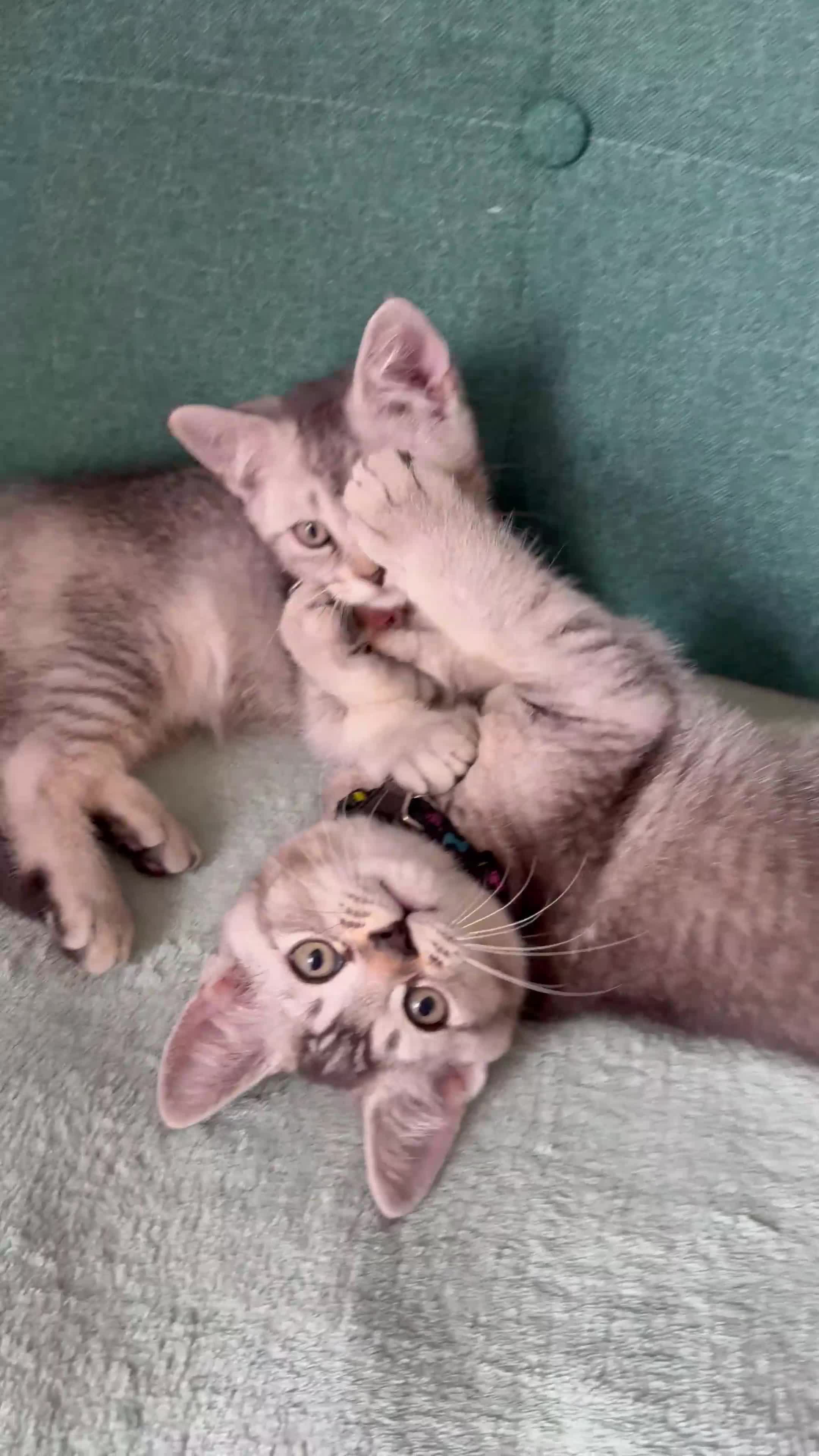 Scottish Fold cats for sale:  *2 Last boys left Pure Scottish Straight  - Video 1