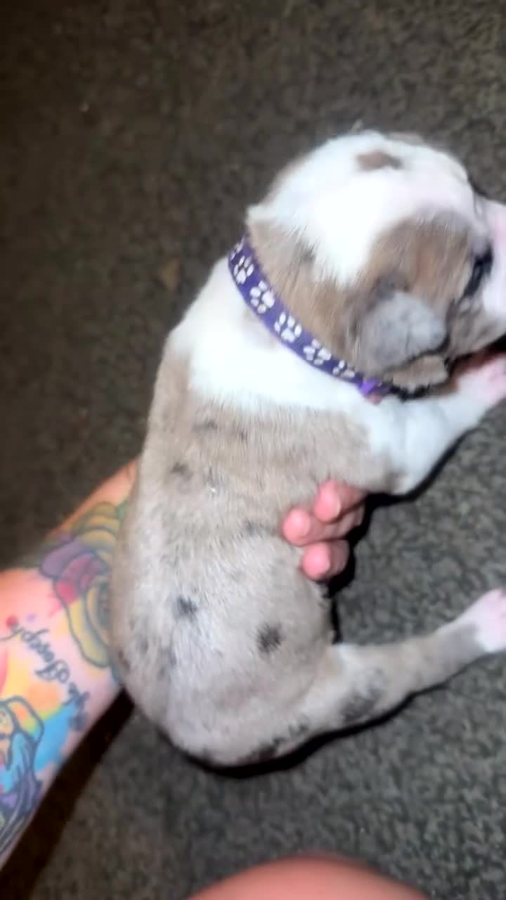 Mixed Breed dogs for sale: Mixed breed in Sheffield - Video 2