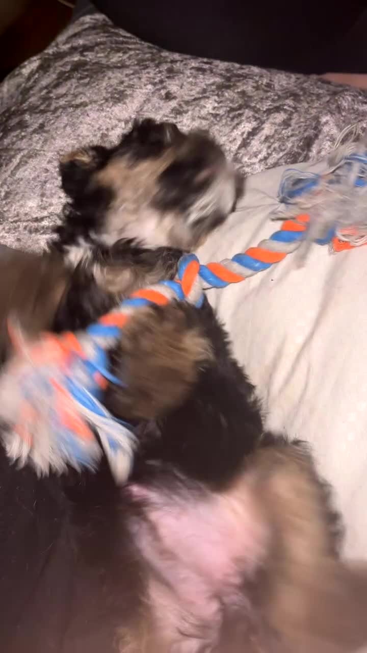 Mixed Breed dogs for sale: Puppy ready to go  - Video 1