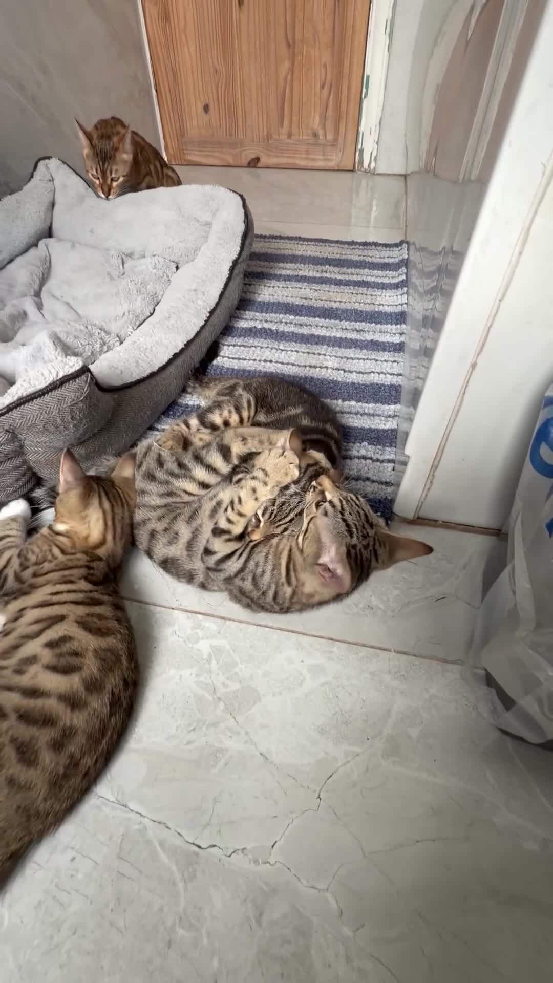 Mixed Breed cats for sale: BENGAL MIX KITTENS 4 SALE SOUTH LONDON - Video 5