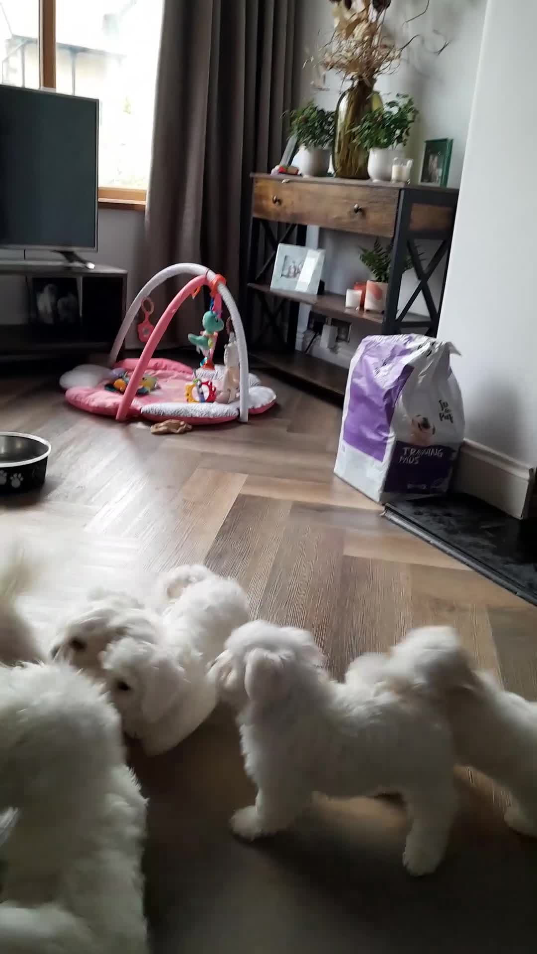 Maltese dogs for sale: 5 Outstanding pedigree Maltese puppies - Video 2