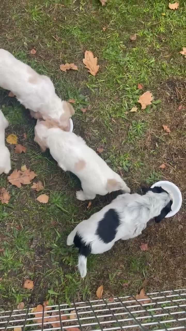 Cocker Spaniel dogs for sale: Two Working cocker spaniel puppies left - Video 2
