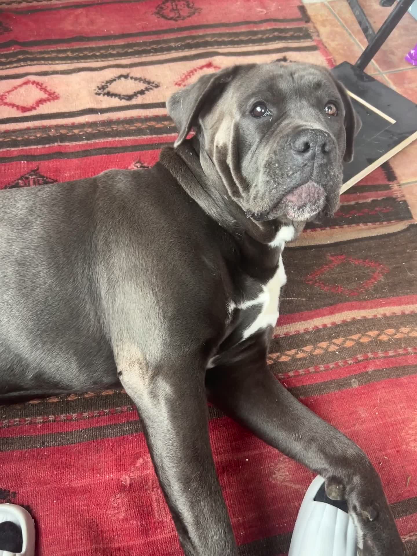 Cane Corso dogs for sale: Kane 2.5 year old Cane Corso  in Clacton-on-Sea - Video 4
